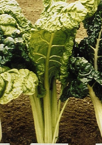 Acelga Fordhook Giant