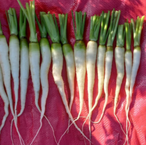 Polinización Abierta