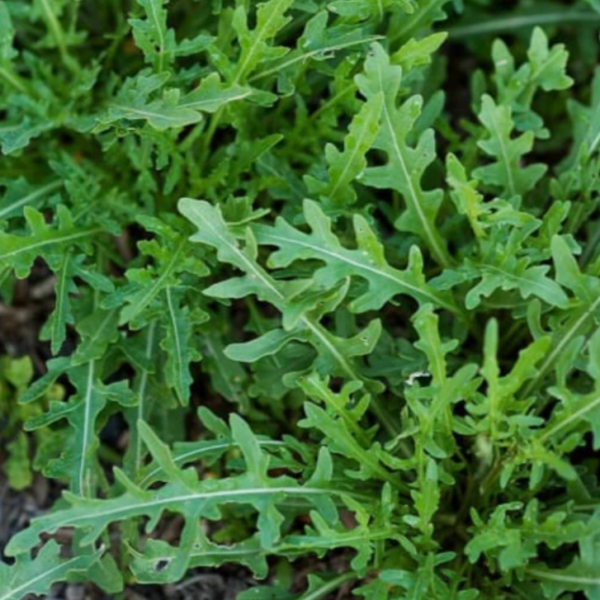 Arúgula Wild