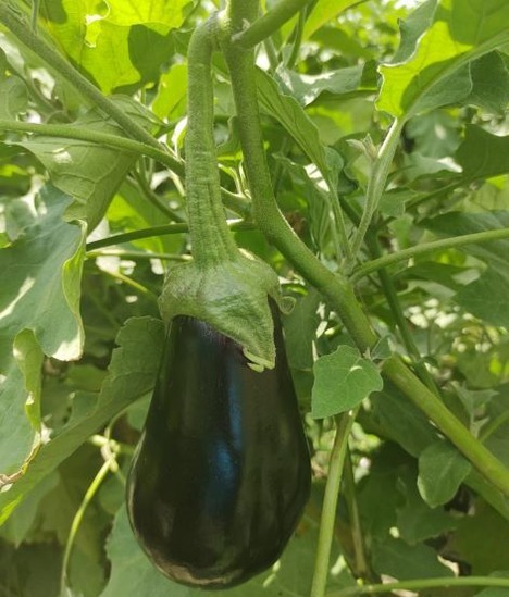 Berenjena Black Beauty