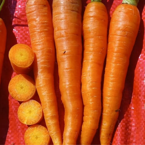 Zanahoria Narumi F1