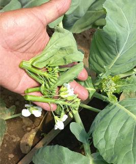 Kailaan White Flowered