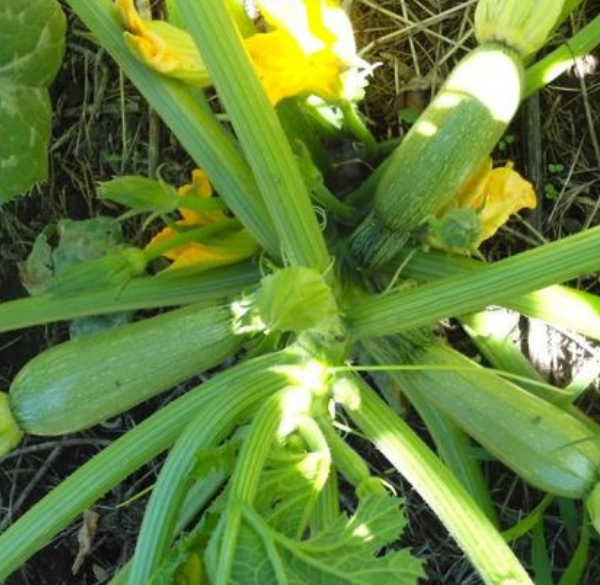 Zucchini Caserta