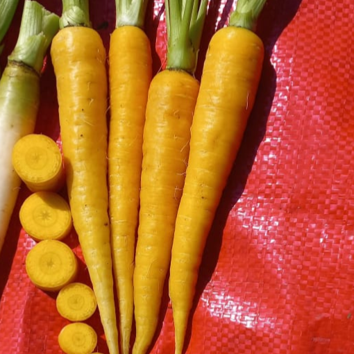 Zanahoria Solar Yellow