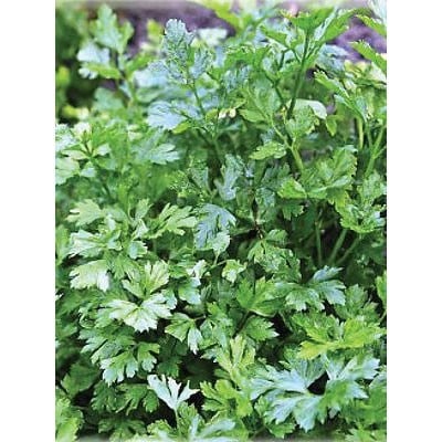 Perejil Italian Giant