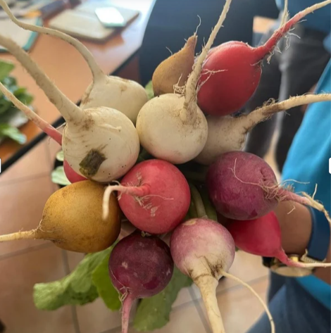 Rabanitos de Colores