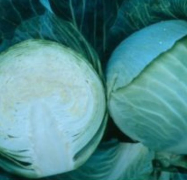Repollo Golden Acre