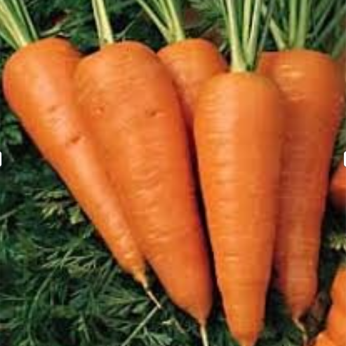 Zanahoria Chantenay Red Core