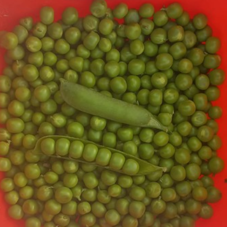 Arveja English Nimbus