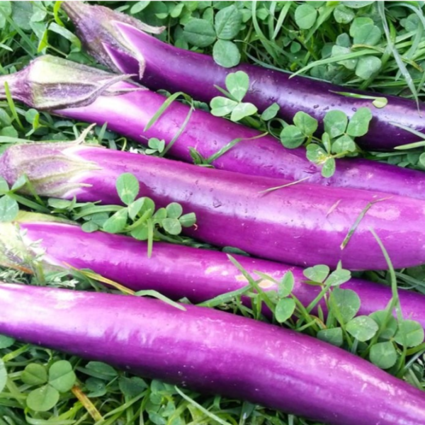 Berenjena Pingtunglong