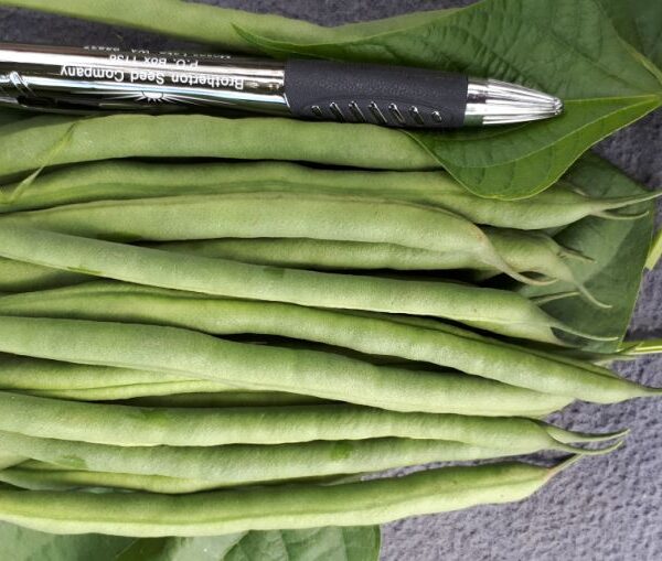 Ejote Blue Lake Jade