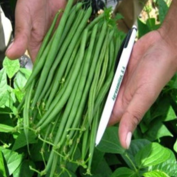 Ejote Francés Enclave