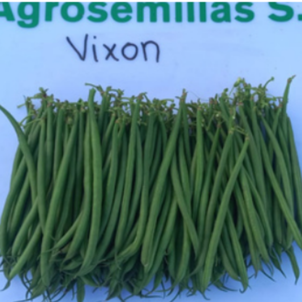Ejote Extra Fino Vixón