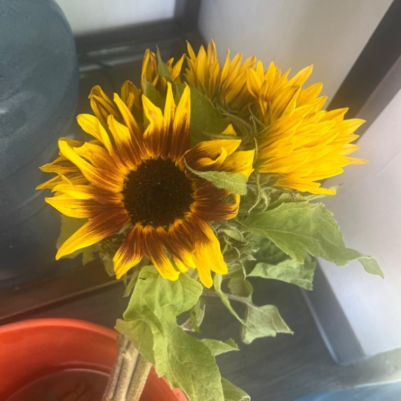 Girasol Red Flame F1