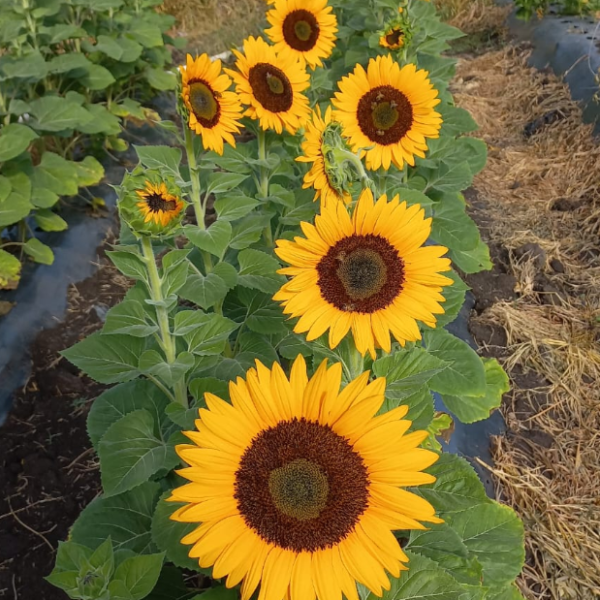 Girasol Sunking Suprime F1