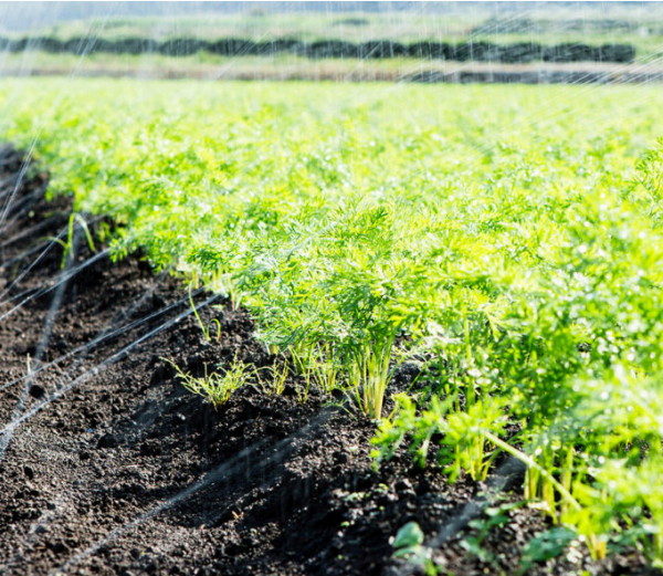 Kit inicial de Riego 33m y 100m