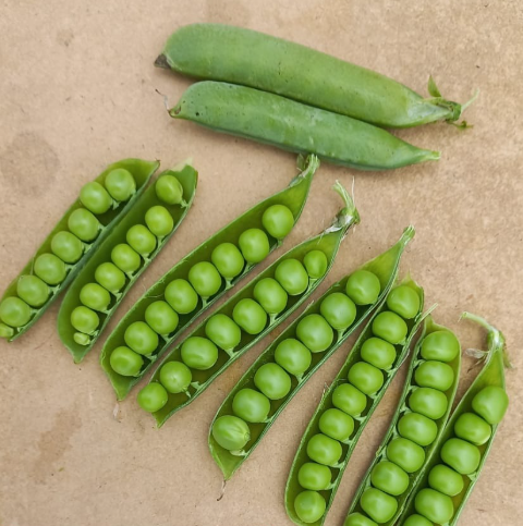 Arveja English Ambassador