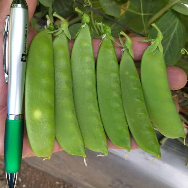 Arveja China Kennedy