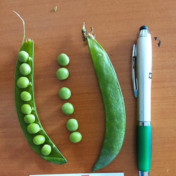 Arveja English Lakeshore