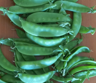 Arveja Snow Oregon Pod II