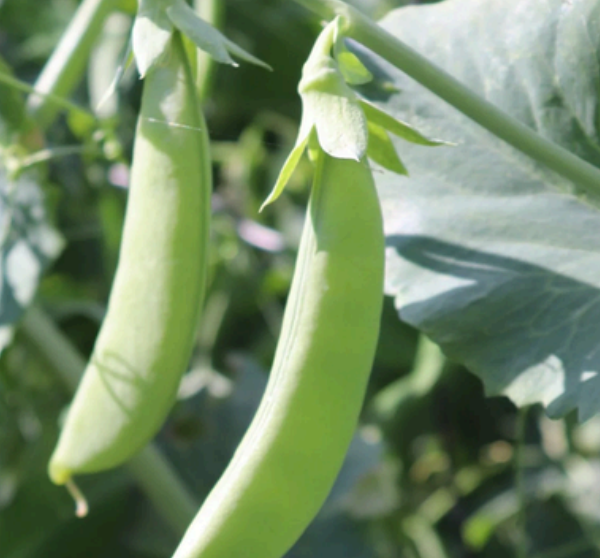 Arveja Snap Cascadia