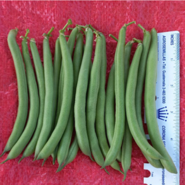 Ejote Blue Lake Superior