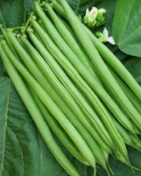 Ejote Francés Dinasty