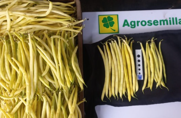 Ejote Francés Amarillo Goldilocks 825