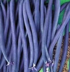 Ejote Francés  Morado