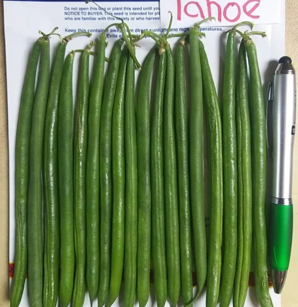 Ejote Green Bean Tahoe