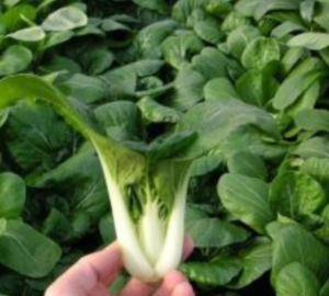 Productos Asiáticos